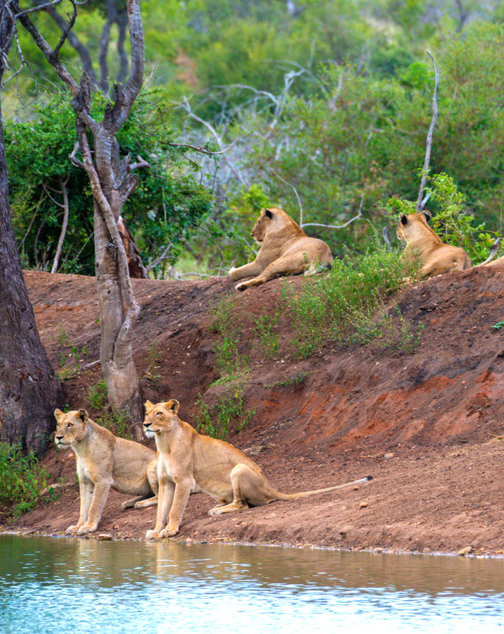 Dynamic Content Image