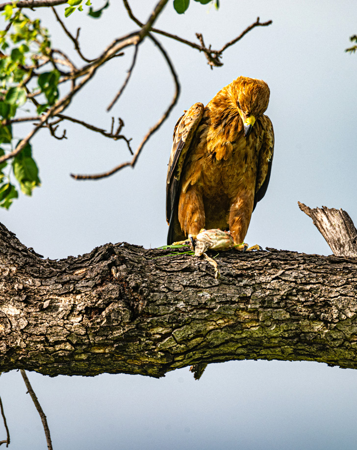 Dynamic Content Image