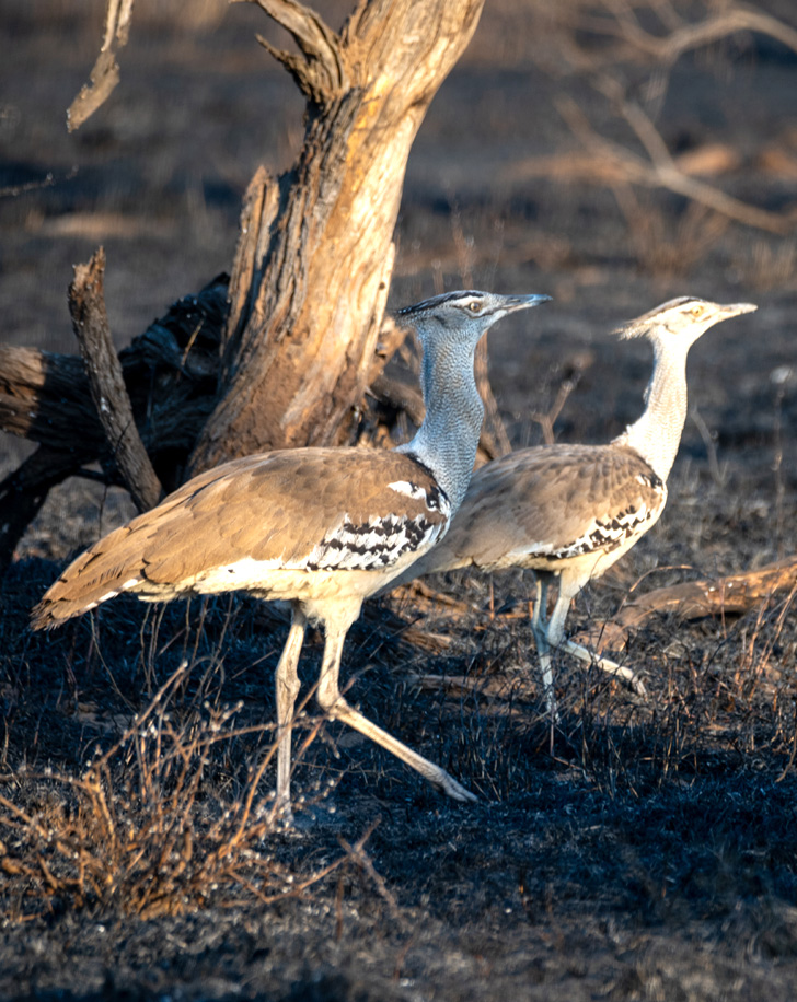 Dynamic Content Image