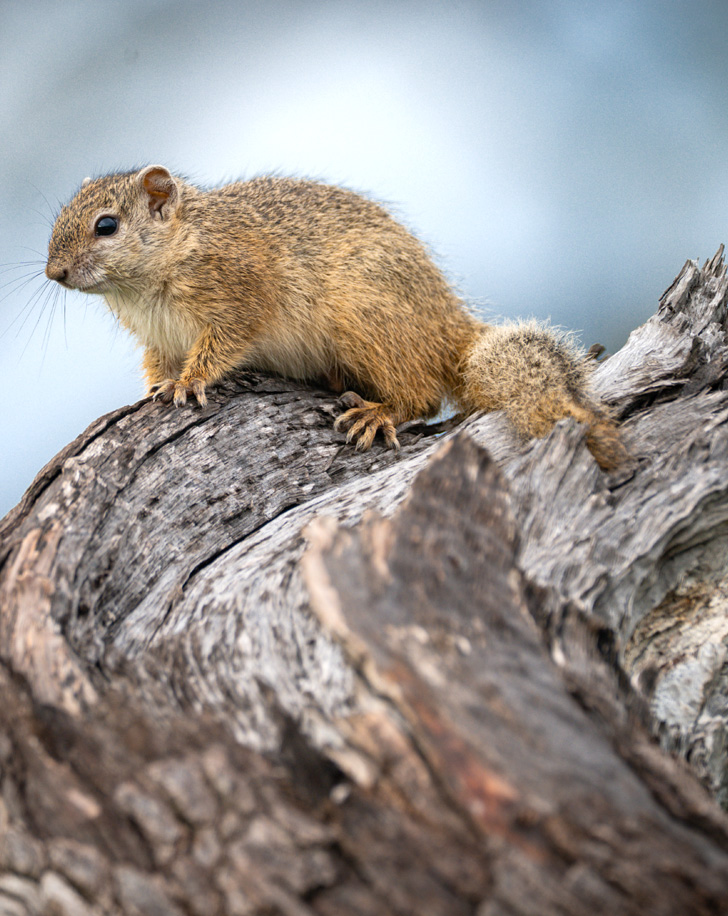 Dynamic Content Image