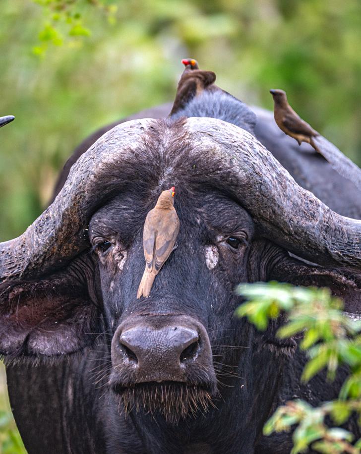 Dynamic Content Image