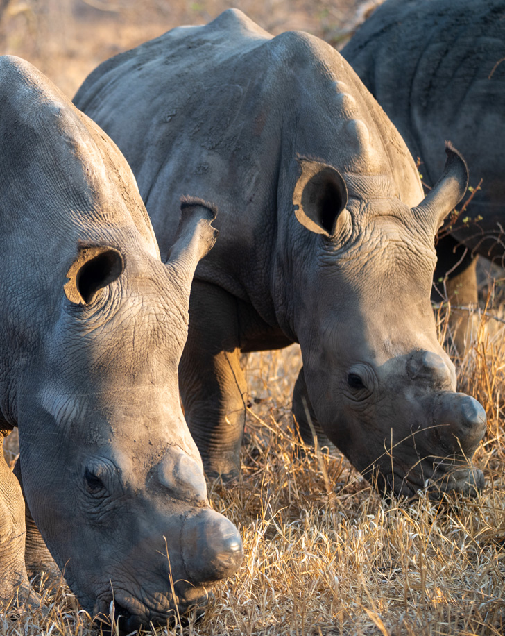 Dynamic Content Image