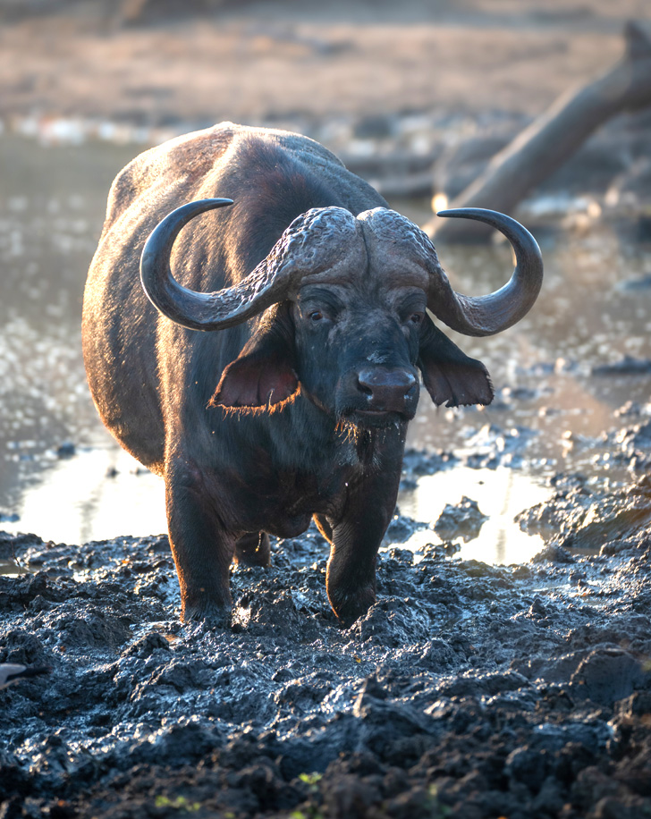 Dynamic Content Image