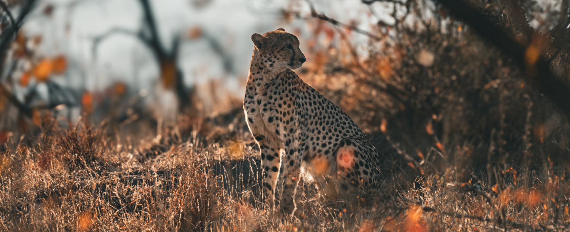 Dynamic Content Image