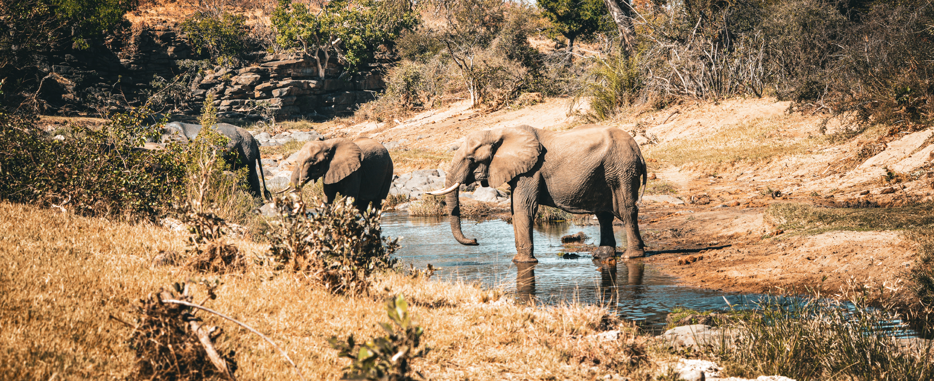 Dynamic Content Image