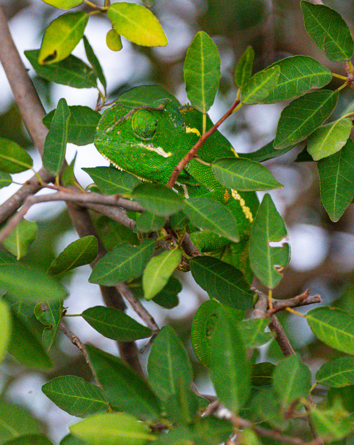 Dynamic Content Image