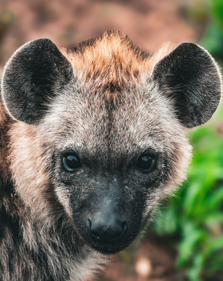 Dynamic Content Image